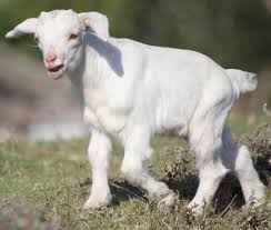 We created our goat milk bath for a luxurious and hydrating bathing experience. 17 Facts You Didn T Know About Goats From Screaming To Swimming