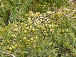 Image result for Phyllanthus boehmii