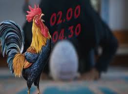 Maybe you would like to learn more about one of these? Saat Ayam Berkokok Benarkah Melihat Malaikat Ini Penjelasan Ilmiahnya Jatim Times