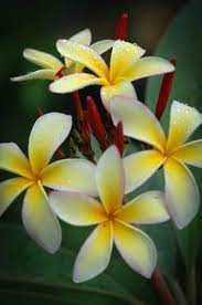 Plumeria Rubra Novelty Family Apocynaceae Plumeria Flowers Plumeria Flower Art