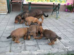 Image result for alpský brakýř jezevčíkovitý