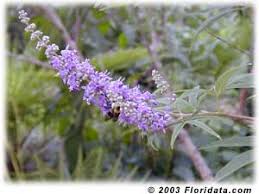 Image result for Vitex franceseana