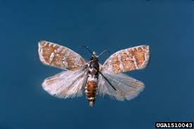 Image result for Cydia cornucopiae