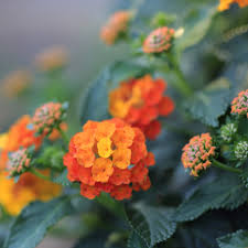 Image result for Lantana