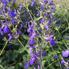 » view all varieties of salvias. Full Sun Archives Page 3 Of 23 Takao Nursery