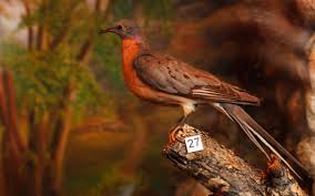 Animal extinctions may be caused by natural occurrences such as climatic heating or cooling or changes in sea levels. 10 Beautiful Animals Driven To Extinction Since The Arrival Of Us