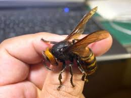 Segundo cientistas do departamento de agricultura do estado de washington (wsda, na sigla em inglês), as vespas mandarinias são as maiores do . Tomar Acao De Formacao Sobre A Vespa Asiatica Na Biblioteca Municipal Medio Tejo