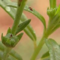 Image result for Heliotropium zeylanicum