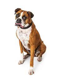 Get healthy pups from responsible and professional breeders at puppyspot. Bulloxer What Is A Boxer Bulldog Mix Dog K9 Web
