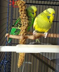 Pin Van Sofie Op Milo En Quick En Flupke