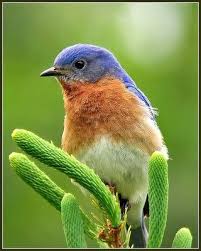 Birds Of Eastern Pa Eastern Bluebird 1 Blue Bird Bird Photo Beautiful Birds