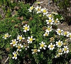 Image result for Hypericophyllum