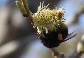 Image result for Bombus balteatus