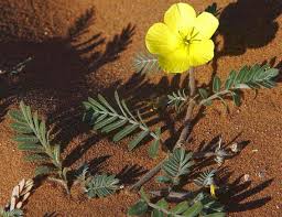 Image result for Tribulus zeyheri
