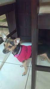 Free Las Vegas Craigslist - Jan2017 Sweet Baby Chihuahua Las Vegas Free Baby Chihuahua Las Vegas