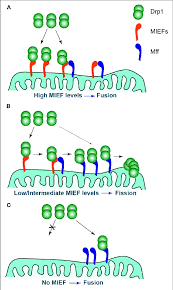 Looking for online definition of mff or what mff stands for? Different Levels Of Miefs Coordinate With Mff To Regulate The Balance Download Scientific Diagram