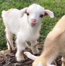 Dragon Image By Ivy Tellander In 2020 Baby Animals Pictures Cute Goats Cute Baby Animals