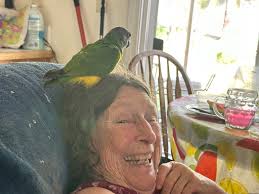 Cockatiel with clipped wings in Sarasota area