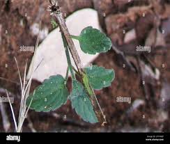 Image result for Oncinotis glabrata