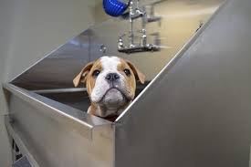 Maybe you would like to learn more about one of these? Stainless Steel Dog Grooming Sinks And Pet Wash Stations For Groomers Veterinarians And Dedicated Homeowners Dog Bath Dog Grooming Dog Wash