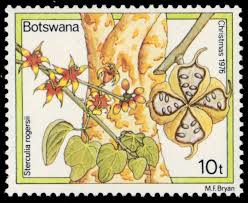 Image result for Sterculia rogersii