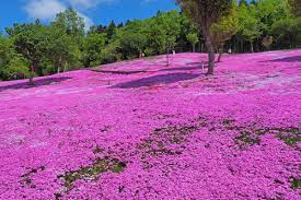 Jika kalian ingin berkunjung ke tempat ini, waktu yang cocok ke pulau ini pada musim panas karena angin laut bertiup dari. 5 Pemandangan Indah Shibazakura Phlox Ladang Bunga Seperti Dalam Mimpi Zekkei Japan