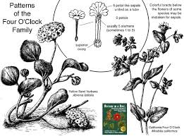 Image result for Nyctaginaceae