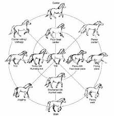 horse body language chart wow com image results