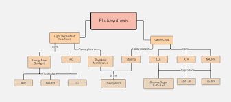 Photosynthesis Concept Map Template Lucidchart