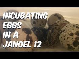 Incubating Quail In A Janoel 12 Youtube Quail Chicken Incubator Egg Incubator