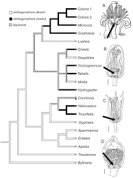 Image result for Clappertonia polyandra