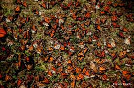 El Santuario De Las Mariposas Monarcas En Mexico Ser Turista