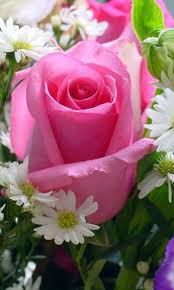 Flowers wallpapers hd full hd, hdtv, fhd, 1080p 1920x1080 sort wallpapers by: Beautiful Flower Wallpaper Hd Download Beautiful Flower Rose Flower Wallpaper Rose Flower Flower Wallpaper