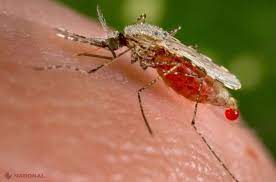 Learn about malaria with free interactive flashcards. NumÄƒrul Cazurilor De Malarie BoalÄƒ ProvocatÄƒ De È›anÈ›ari A Crescut De È™ase Ori In R Moldova
