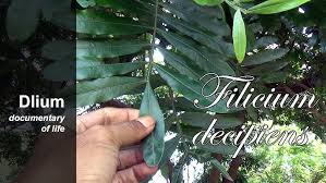 Image result for Filicium decipiens