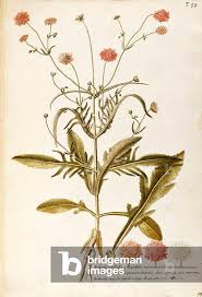 Image result for Dipsacaceae