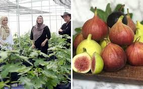 Anak pokok buah tin untuk dijual: Pokok Tin Murah
