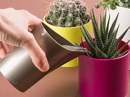 Diferentes materiales para sustratos de cactus y suculentas. Todos Los Tipos Y Nombres De Cactus Mezclas Para Macetas Y Macetas De Cactus Cleistocactus Especies Raras De Cactus Grandes
