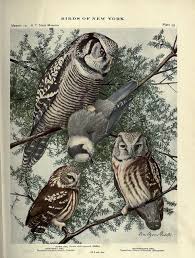 Birds Of Prey Box Office Tracking N576 W1150 Bird Prints Owl Canvas Art Wildlife Prints