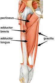 The biceps brachii muscle gets its name from its two origins, or immovable ends. The Adductors What Are The Adductor Muscles Leg Muscles Anatomy Leg Muscles Muscle Anatomy