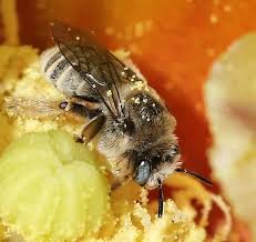 Insect nature bee blossom xylocopa bloom close up flower flowers. Bee Blue Eyed Urban Digger Diadasia Bugguide Net