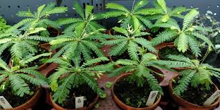 Image result for Biophytum