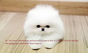 Super Cute Pomeranians Drone Fest