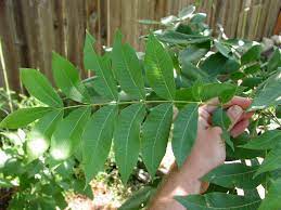So how do you identify pecan tree leaves? Pecan Tree Leaves The Tree Center