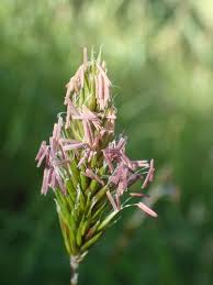 Image result for Anthoxanthum nivale