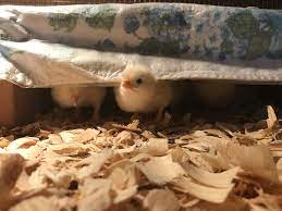 Place a heat pack (on a low setting) on a child's legs as they fall asleep. Mama Heating Pad Brooder Storybook Farm