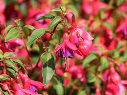 We did not find results for: Scharlach Fuchsie Winterharte Fuchsie Tom Thumb Fuchsia Magellanica Tom Thumb Baumschule Horstmann