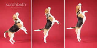 Find puppies for sale in windom, minnesota! Hazel The Beagle Minneapolis St Paul Pet Photography Joy Sessions