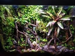 Phyllobates Auroteania Vivarium Glider Animal Pet Frogs Reptile Tank