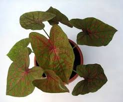 Catalog Caladium Keboen Pelangi Caladium Plant Leaves Plants